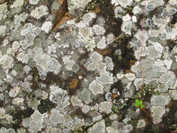 岩石斑花