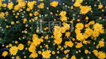 黄色菊花丛
