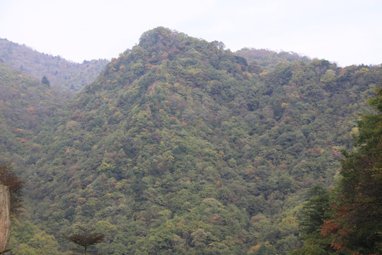 森林秋景