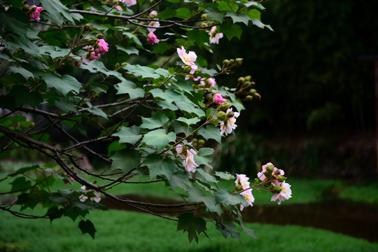 木芙蓉