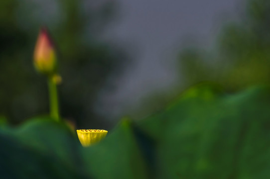 荷花