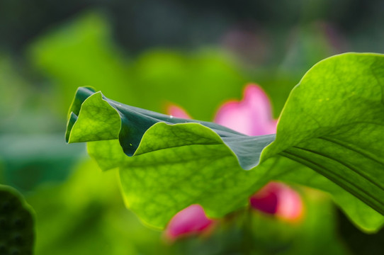 荷花