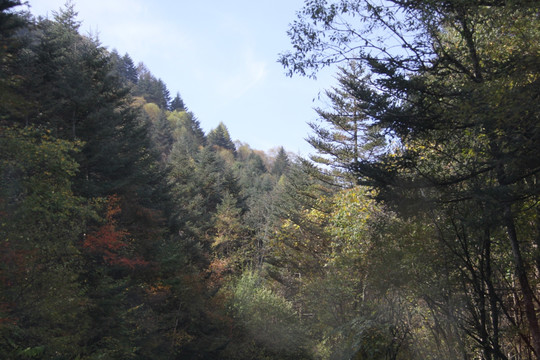 秋日森林