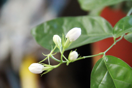 茉莉花开