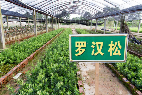 育种基地 罗汉松培育区