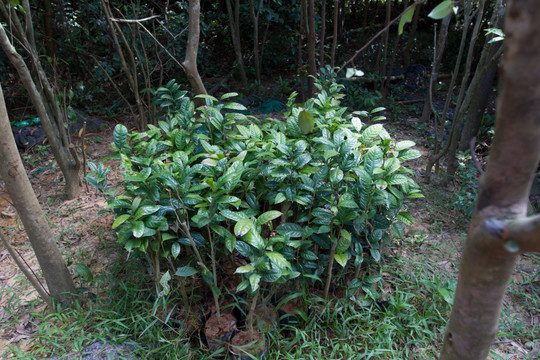 金花茶种植基地 防城金花茶