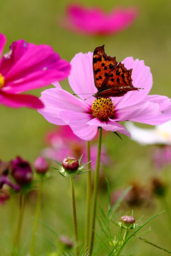 格桑花