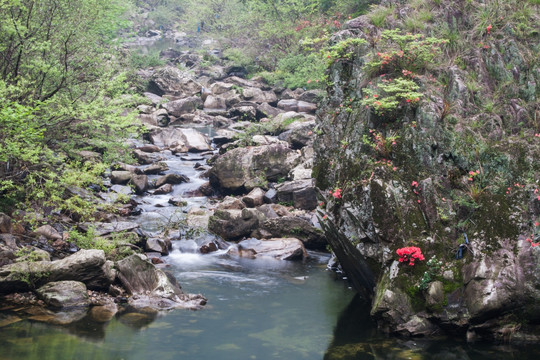 溪水淙淙 山花烂漫 红花