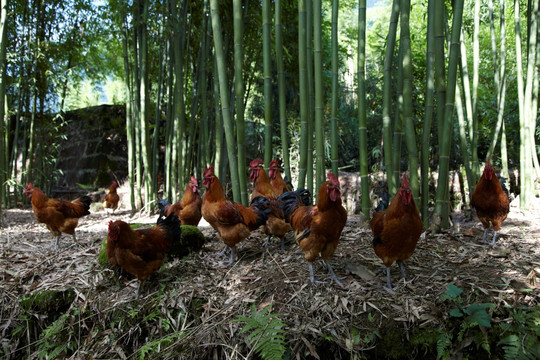 竹林下跑山土鸡