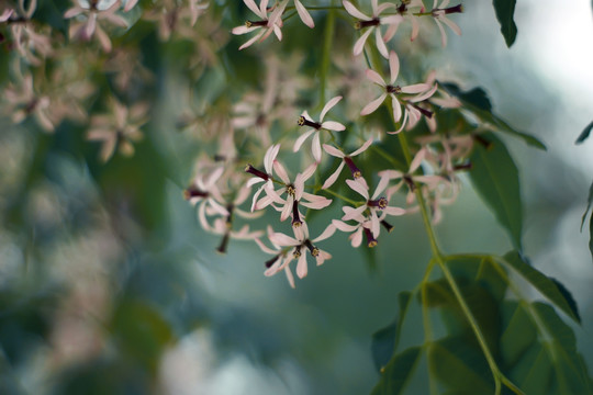 花卉