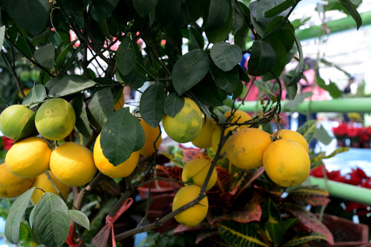 盆栽柠檬