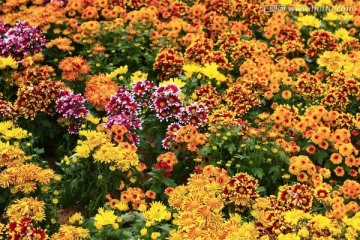 菊花