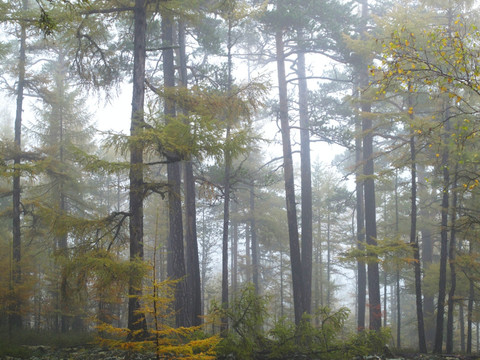 薄雾中的松林
