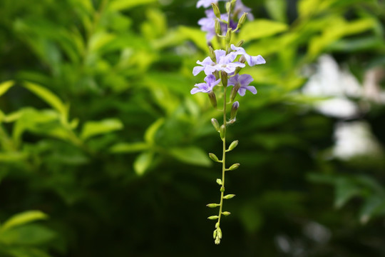 花卉系列