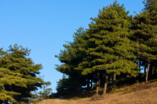 松树