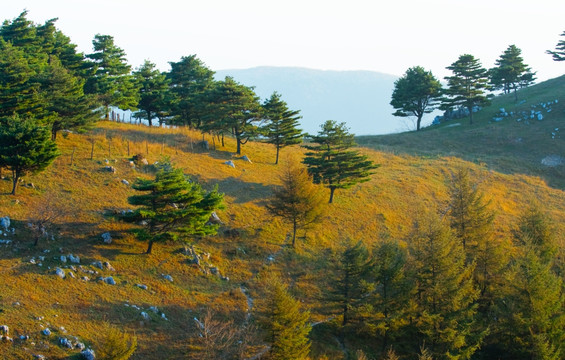 松树