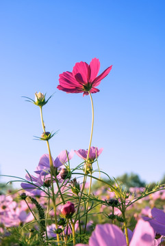 格桑花