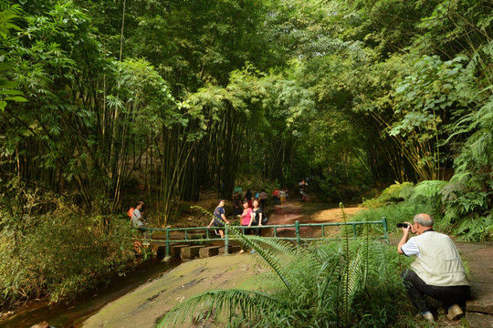 赤水红石野谷竹林游道