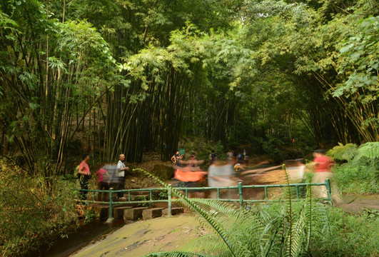 赤水红石野谷竹林游道