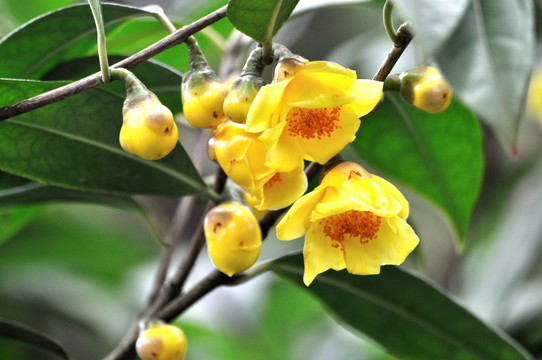 茶族皇后金花茶
