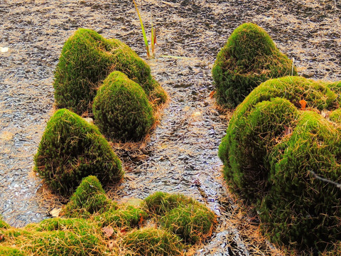 湿地苔藓