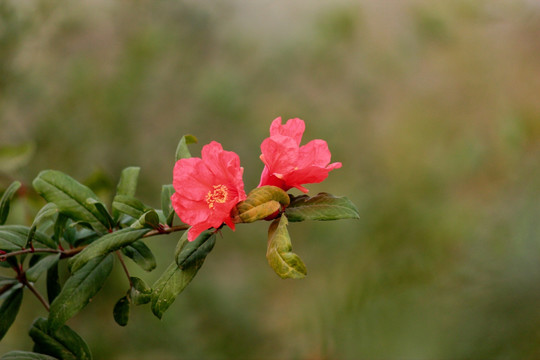 石榴花