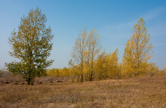 杨树