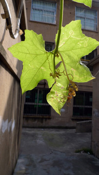 植物 叶子 盆栽 绿植 花卉