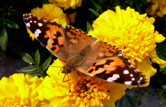 蝴蝶和菊花