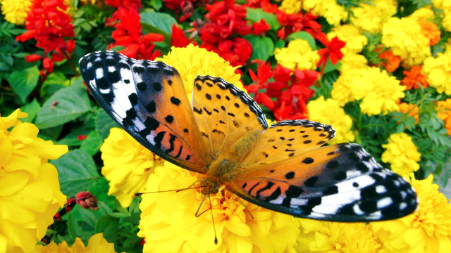 蝴蝶和菊花