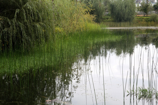 抚仙湖湿地公园