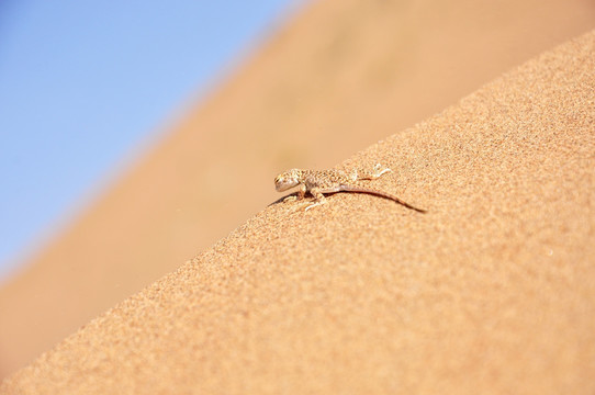 沙漠壁虎
