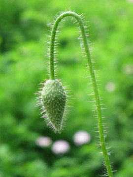 花卉