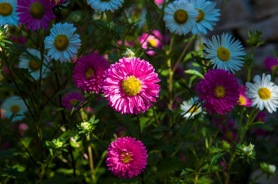 菊花