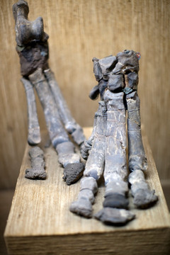 上海自然博物馆 考古 恐龙化石
