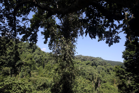 西双版纳望天树景区