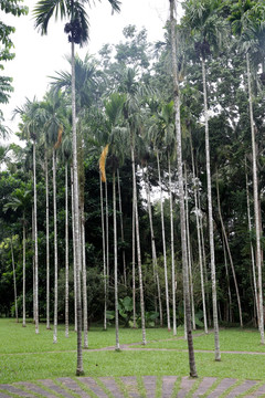槟榔林