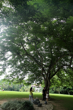粉花山扁豆树