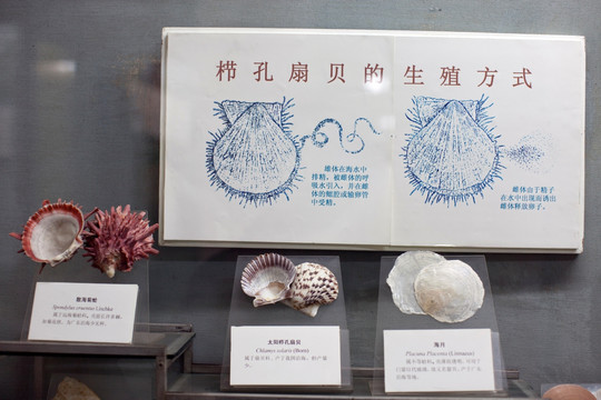 上海自然博物馆 海洋生物