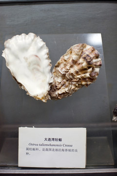 上海自然博物馆 海洋生物 化石