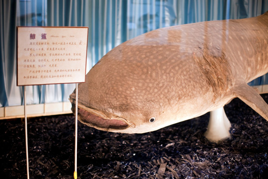 上海自然博物馆 海洋生物 鱼类