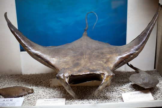 上海自然博物馆 海洋生物 鱼类