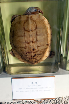 上海自然博物馆 两栖动物 龟