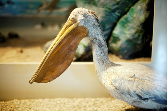 上海自然博物馆 鸟类 飞禽标本