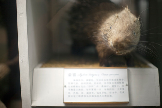 上海自然博物馆 哺乳动物 标本