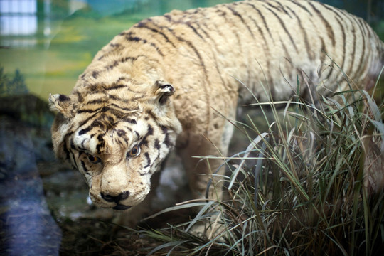 上海自然博物馆 哺乳动物 标本