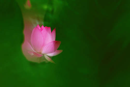 荷花
