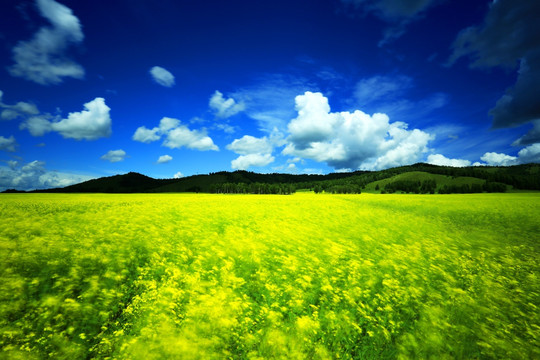 油菜花野