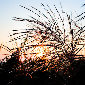 夕阳中摇曳的芦苇