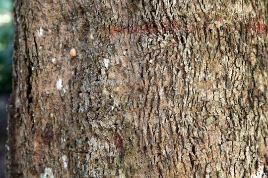 榆绿木树皮